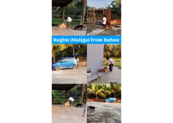 Ragini’s silent mission: Feeding the forgotten souls