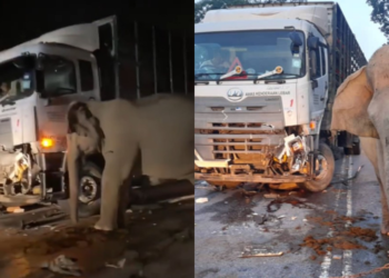 Tragic elephant death sparks renewed call for street lighting along Gerik-Jeli highway – MGIM