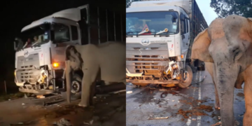 Tragic elephant death sparks renewed call for street lighting along Gerik-Jeli highway – MGIM