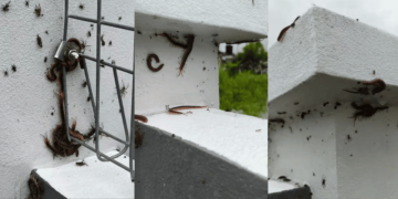 Think floodwater is fun? Monsoon season brings deadly creatures too