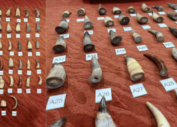 AKPS foils attempt to smuggle 45 suspected animal horns