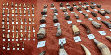 AKPS foils attempt to smuggle 45 suspected animal horns