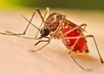 Denggi mengganas di Johor: Kes melonjak 131.3 peratus, 13 maut
